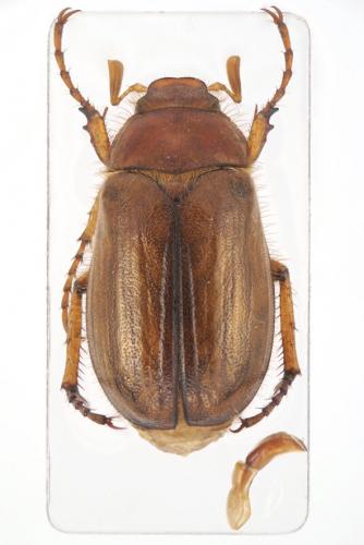 Amphimallon majale